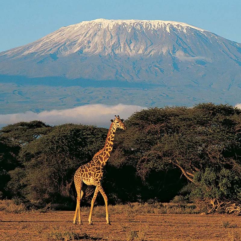 Apricity-Kilimanjaro